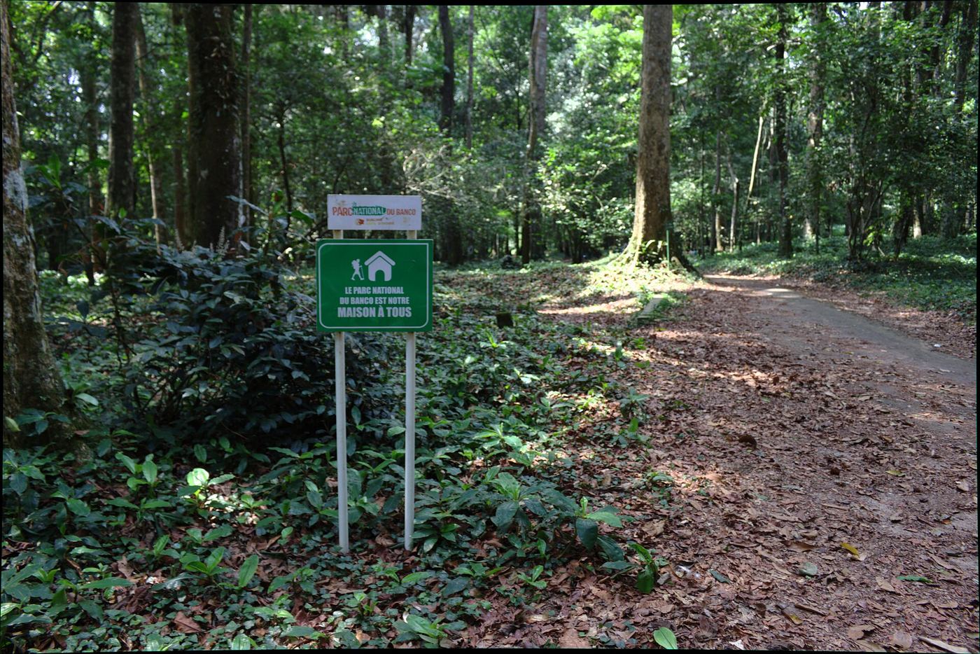 Illustration — Côte d'Ivoire : un comité national va désormais gouverner la forêt, qui attend toujours son ordre du jour (Société)